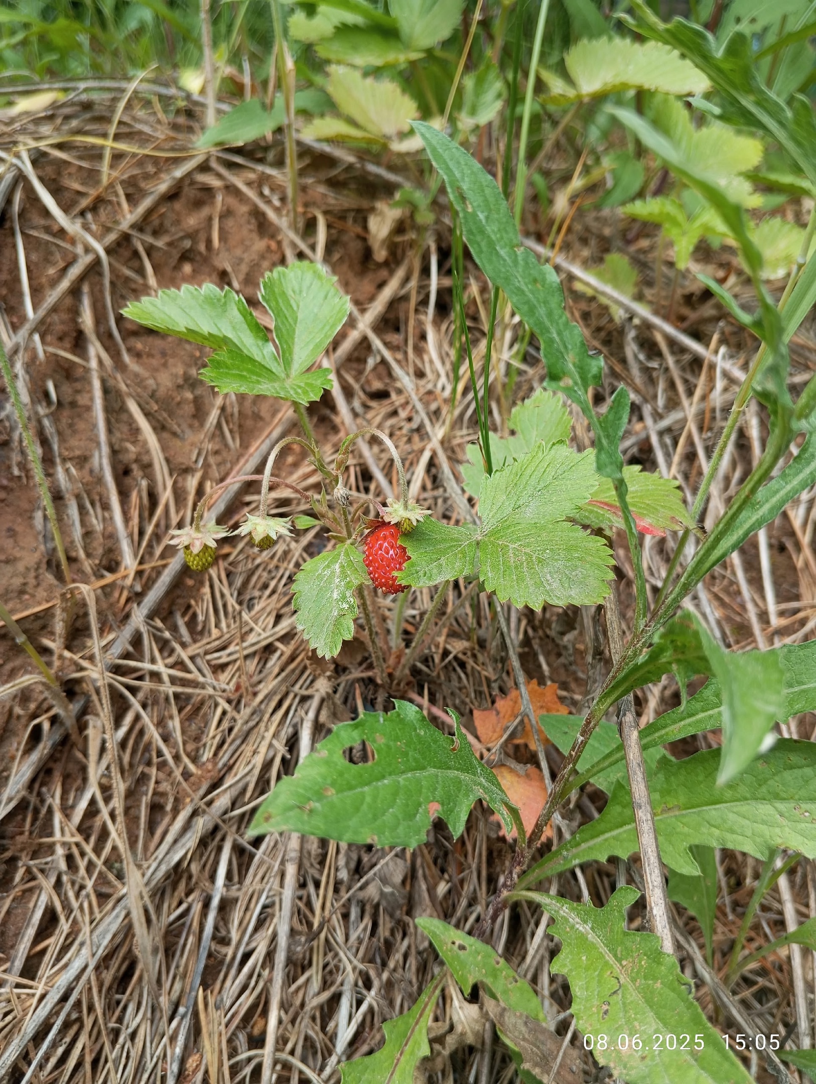 В лесах Тверской области пошли грибы и ягоды