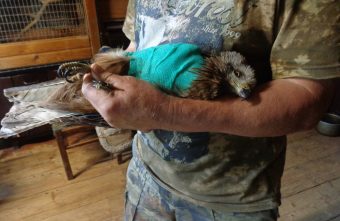 В Тверской области спасают сбитого машиной коршуна В Тверской области спасают сбитого машиной коршуна