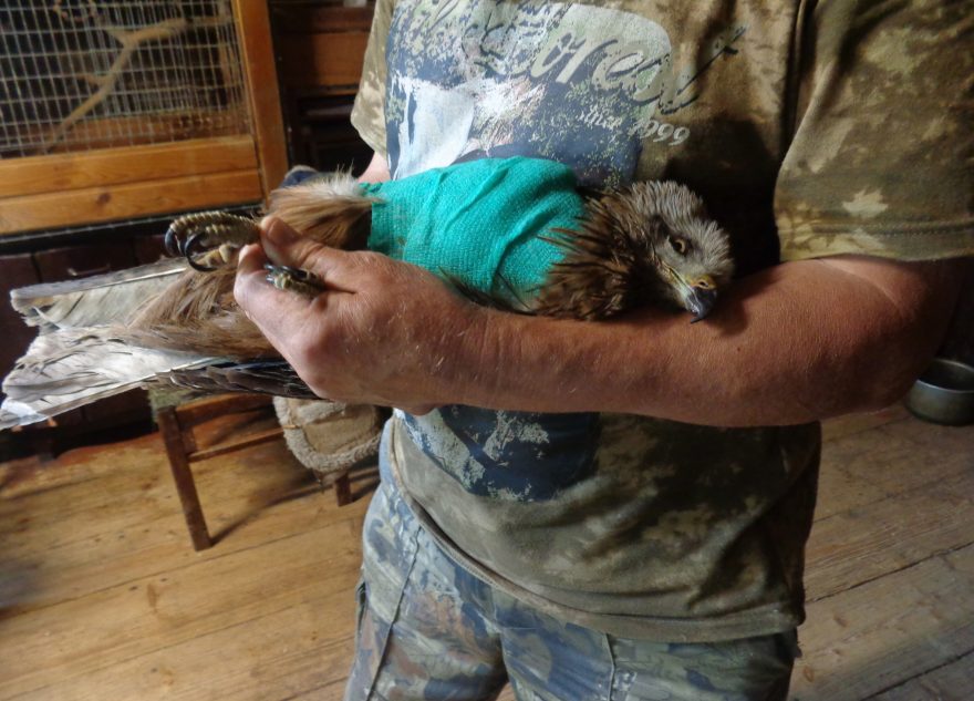 В Тверской области спасают сбитого машиной коршуна