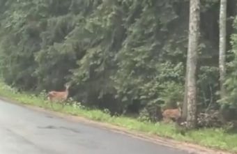 На дороге под Тверью водителям попались олени