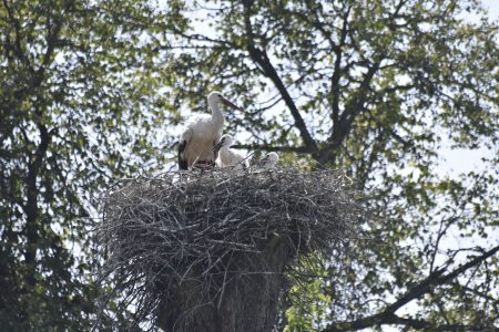 Жители Тверской области устроили аистам семейную фотосессию аисты