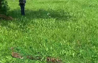 В Тверской области мама-утка привела детей в школьный лагерь мама-утка