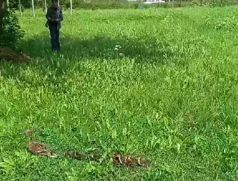 В Тверской области мама-утка привела детей в школьный лагерь мама-утка