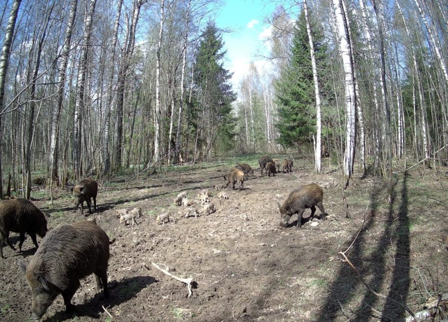 В Тверской области фотоловушка зафиксировала целую семью кабанов кабанов