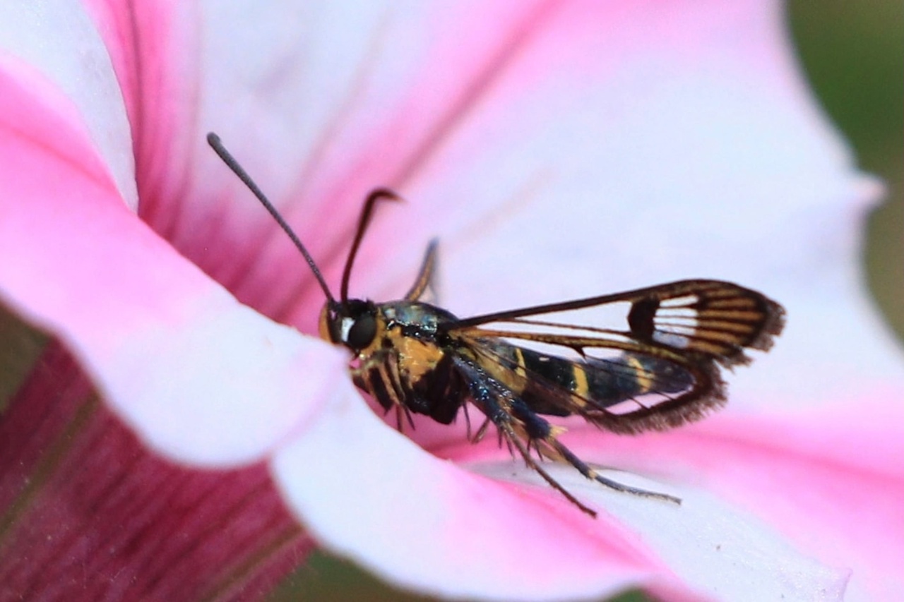 Жителям Тверской области показали бабочку-осу