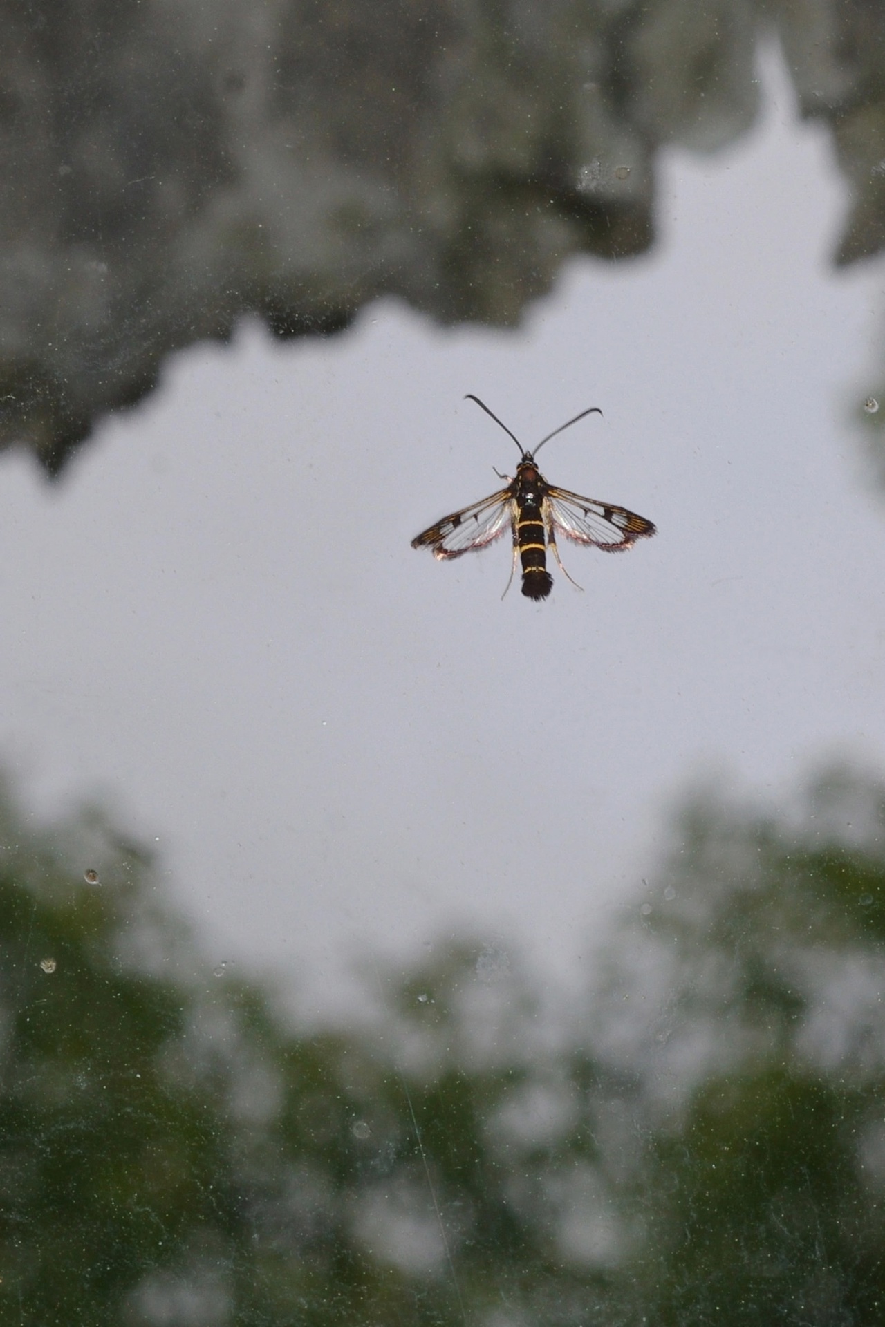 Жителям Тверской области показали бабочку-осу