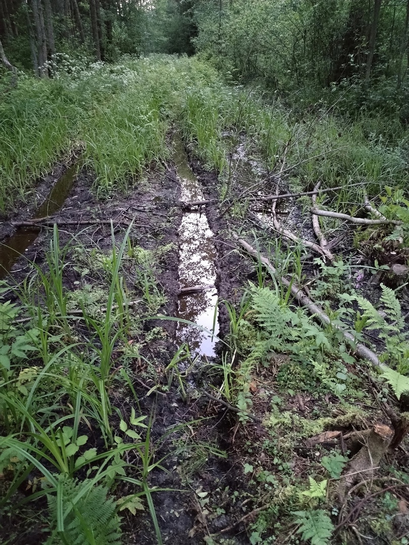 Грибника с телефоном всю ночь искали в Тверской области