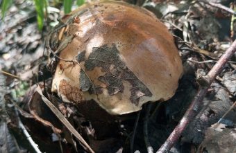 Полные корзины грибов приносят из леса жители Тверской области грибы