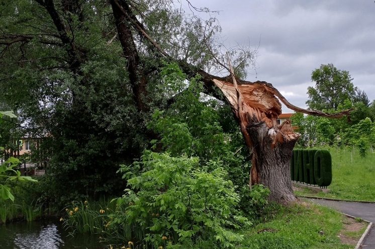 Сильный ветер повалил старую иву в Оленино Тверской области Сильный ветер повалил старую иву в Оленино Тверской области