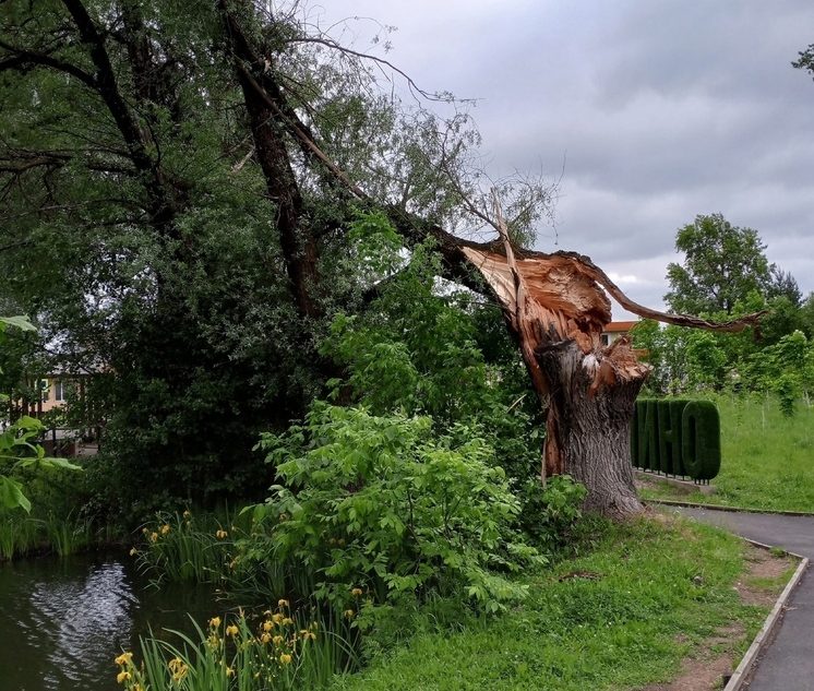 Сильный ветер повалил старую иву в Оленино Тверской области