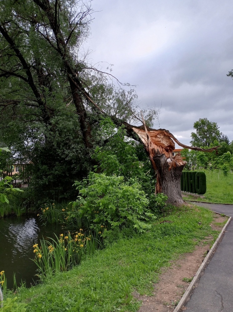 Сильный ветер повалил старую иву в Оленино Тверской области