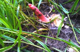 В Твери заметили гриб, от которого хочется убежать подальше гриб