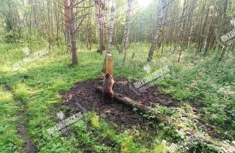 Под Тверью недалеко от людного места фотоловушка «поймала» медведя