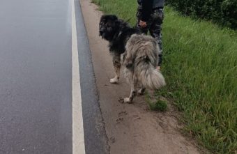 Жители Тверской области нашли в мусорке овчарку Жители Тверской области нашли в мусорке овчарку