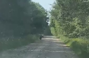 На дороге в Тверской области встретили медведицу с детьми На дороге в Тверской области встретили медведицу с детьми