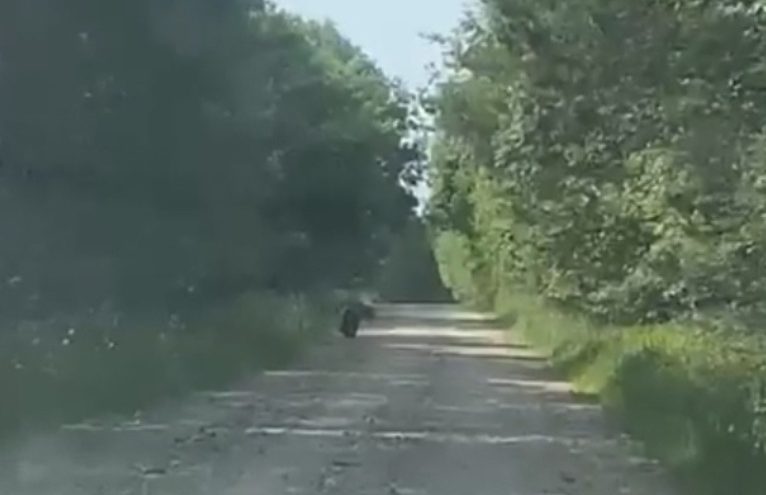 На дороге в Тверской области встретили медведицу с детьми