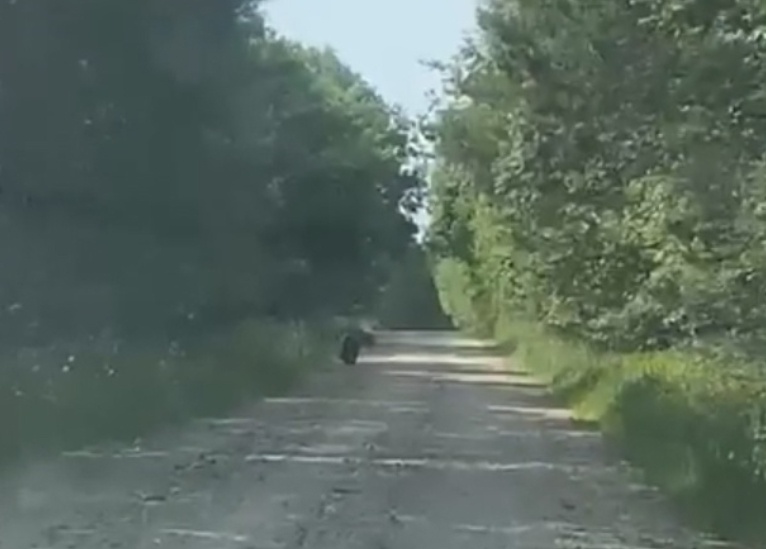 На дороге в Тверской области встретили медведицу с детьми