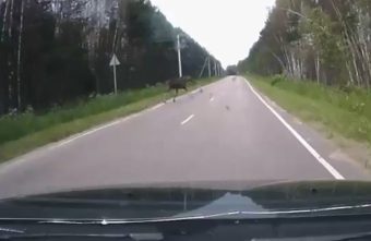 В Тверской области умный лось перешел дорогу, посмотрев по сторонам