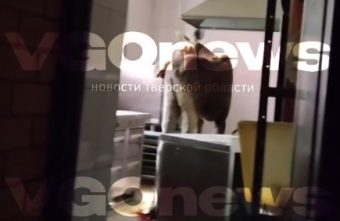 В Тверской области лось пробрался на кухню В Тверской области лось пробрался на кухню
