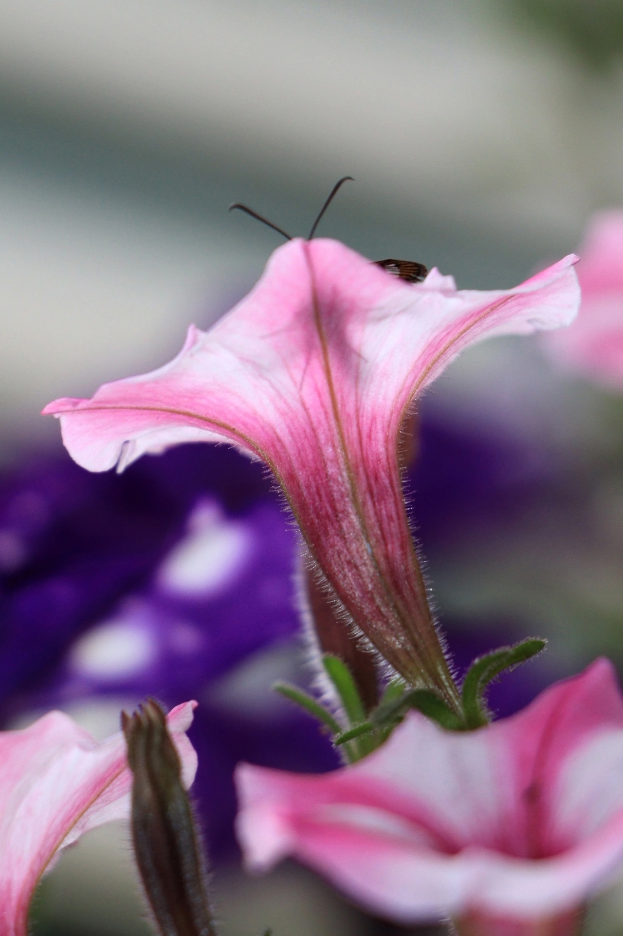 Жителям Тверской области показали бабочку-осу