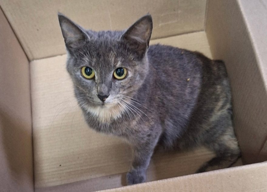 В Тверской области просят помочь окровавленной кошке