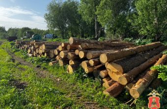 В Тверской области обнаружили незаконную рубку леса рубку