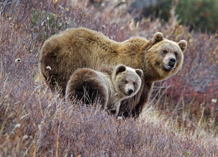Стартовали съемки нового семейного фильма о животных