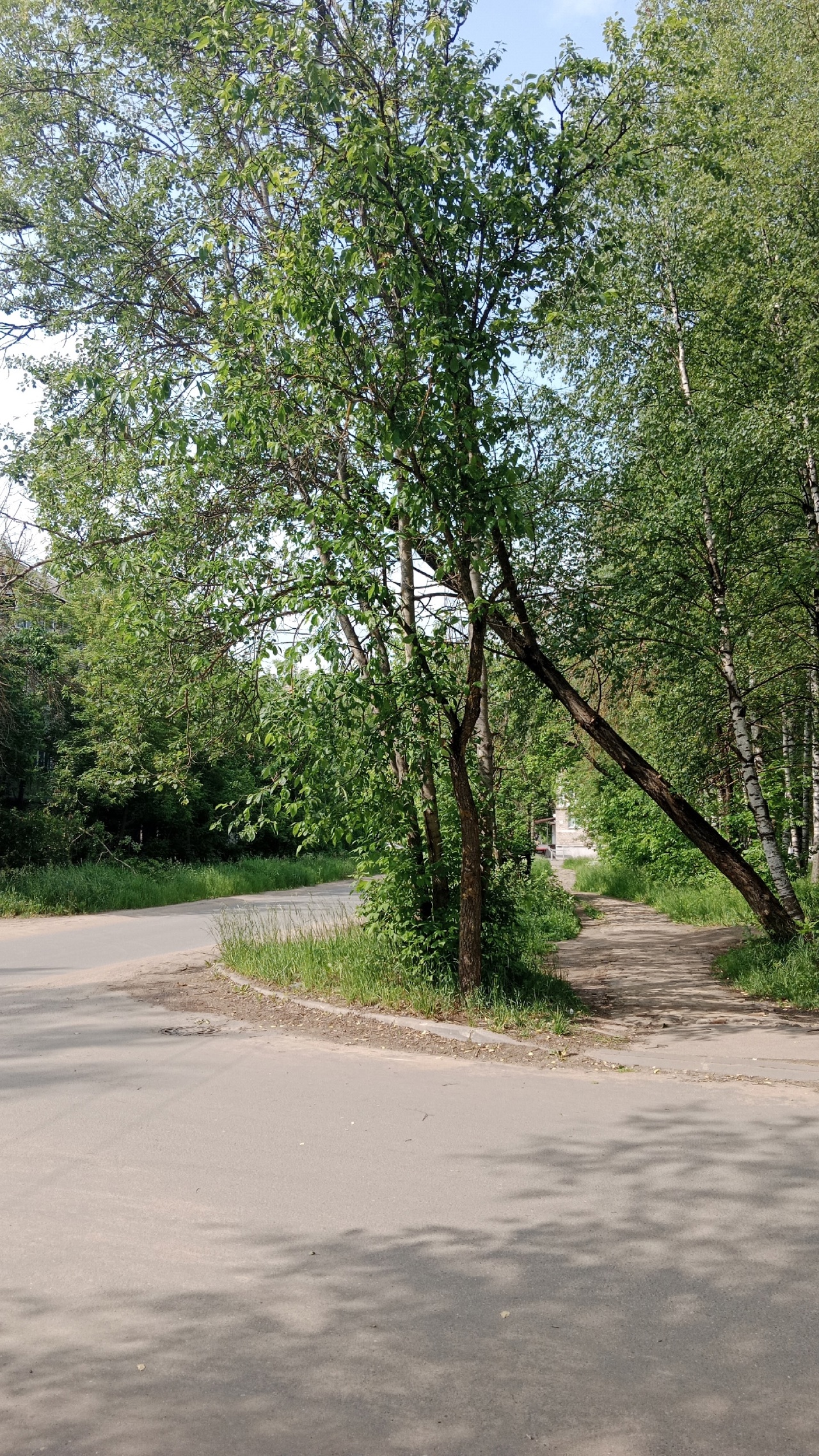 На жителей Тверской области может рухнуть дерево
