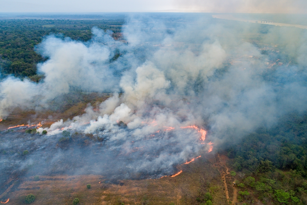 МТС поможет предотвратить лесные пожары в Тверской области