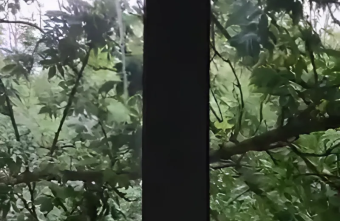 В Тверской области на дом рухнуло дерево дерево