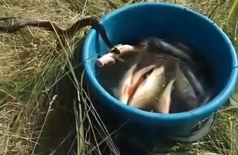 Ползучий воришка тащит улов тверских рыбаков рыба