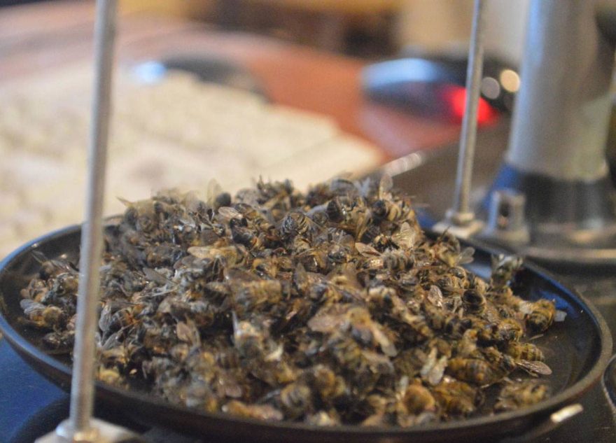 Очередной случай нозематоза у пчел зарегистрирован специалистами Тверской испытательной лаборатории