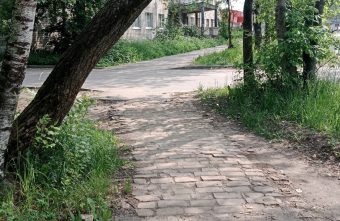 На жителей Тверской области может рухнуть дерево