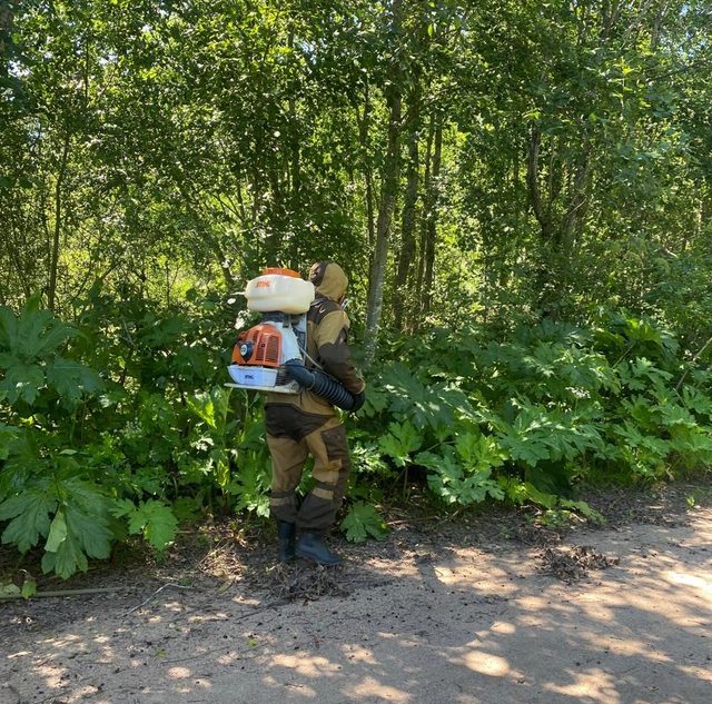 В округе Тверской области ведут борьбу с опасным сорняком