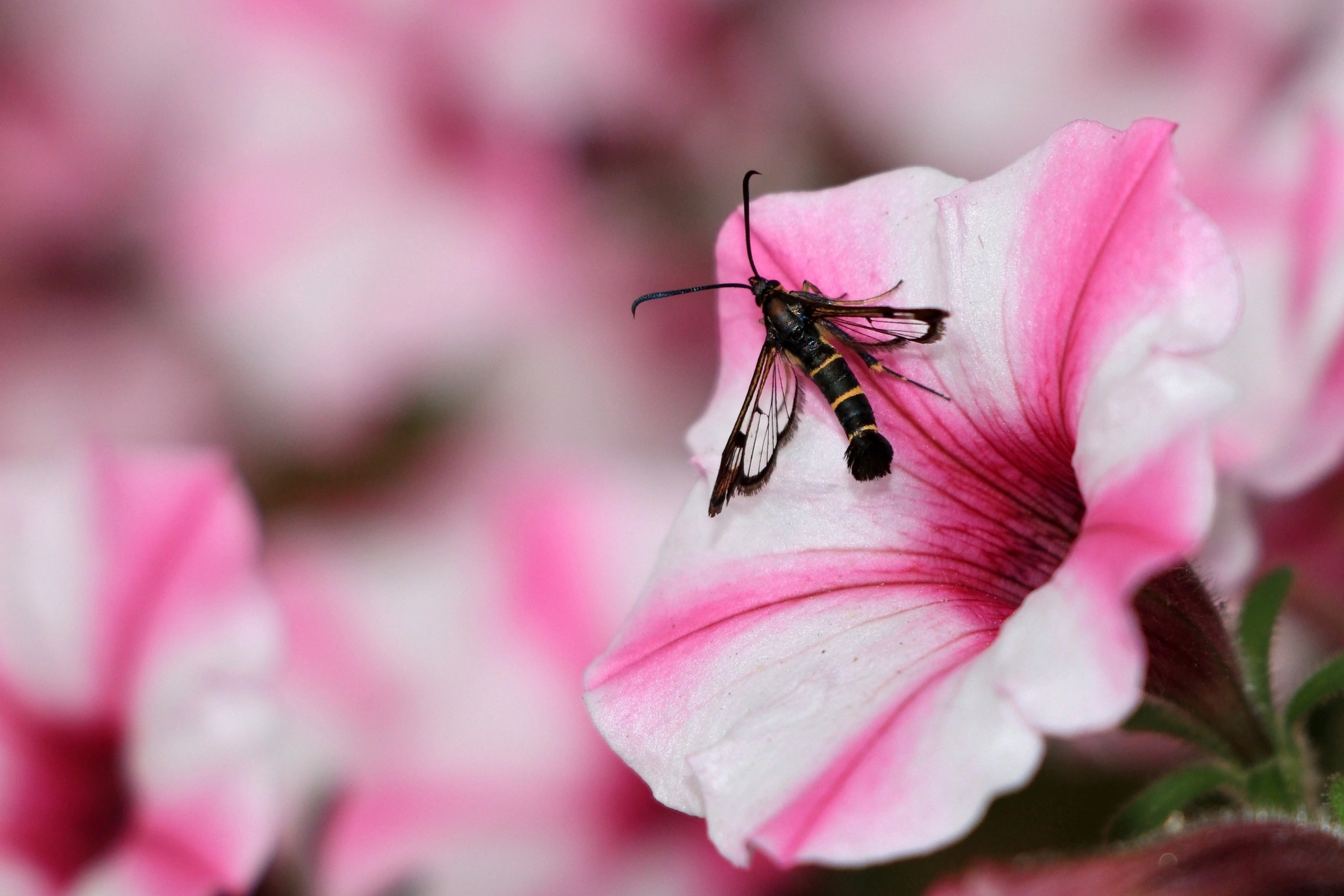 Жителям Тверской области показали бабочку-осу