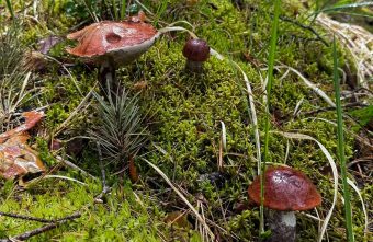 В лесах Тверской области пошли грибы и ягоды грибы
