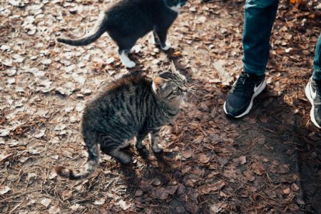 Жителей Тверской области призывают вакцинировать своих питомцев от бешенства