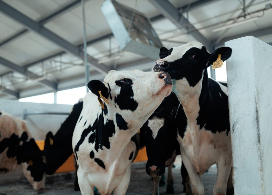 Коровы на карусель: новые подходы в АПК