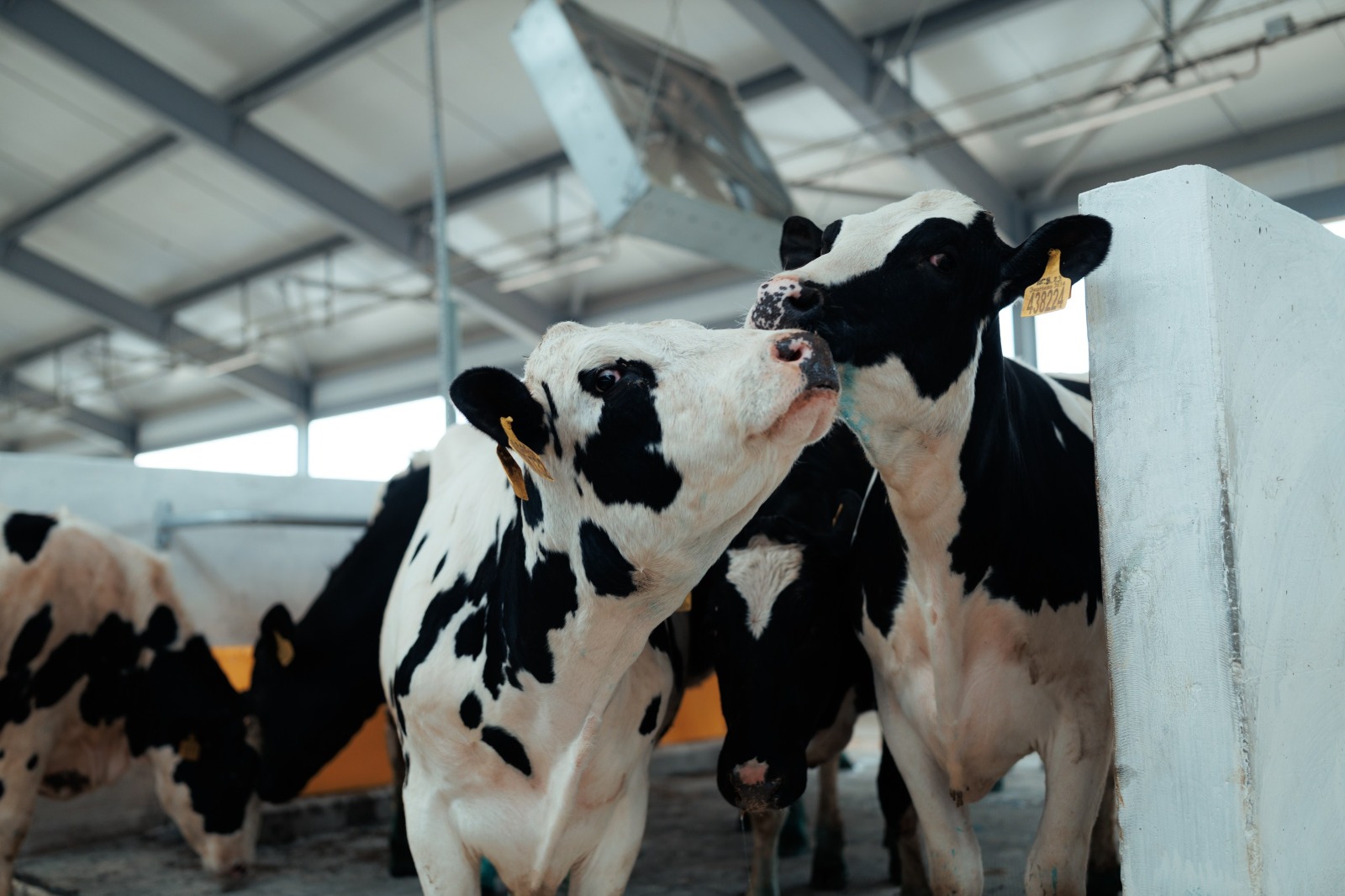 Коровы на карусель: новые подходы в АПК