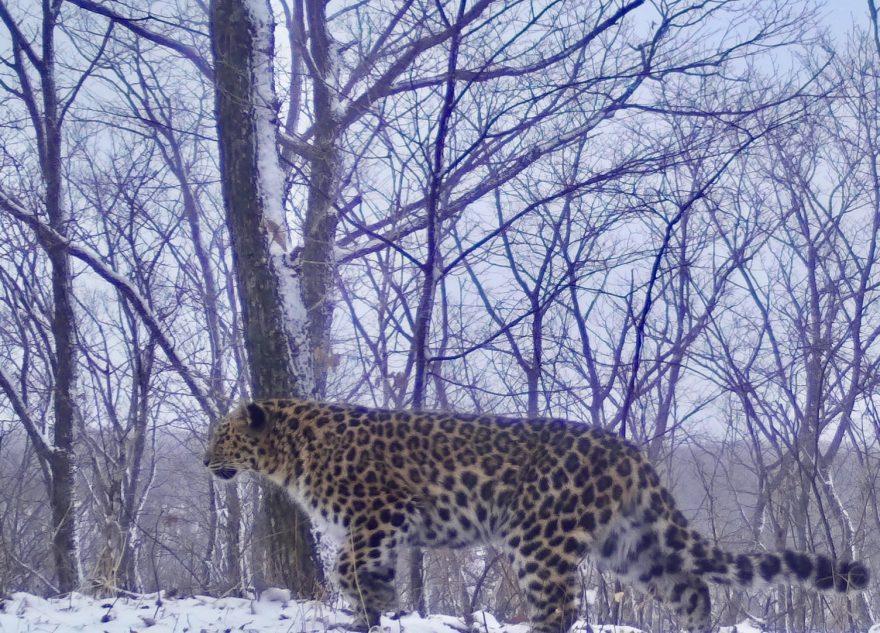 ВТБ ищет имя для котёнка леопарда