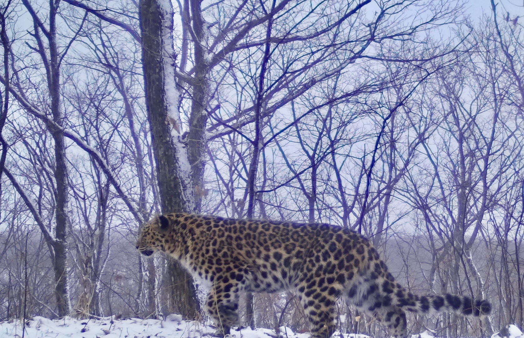 ВТБ ищет имя для котёнка леопарда