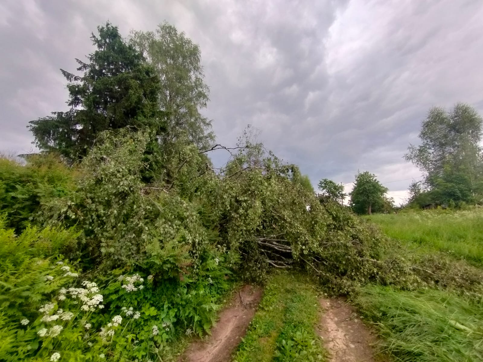 Упавшее на кладбище дерево повредило могилы в Тверской области