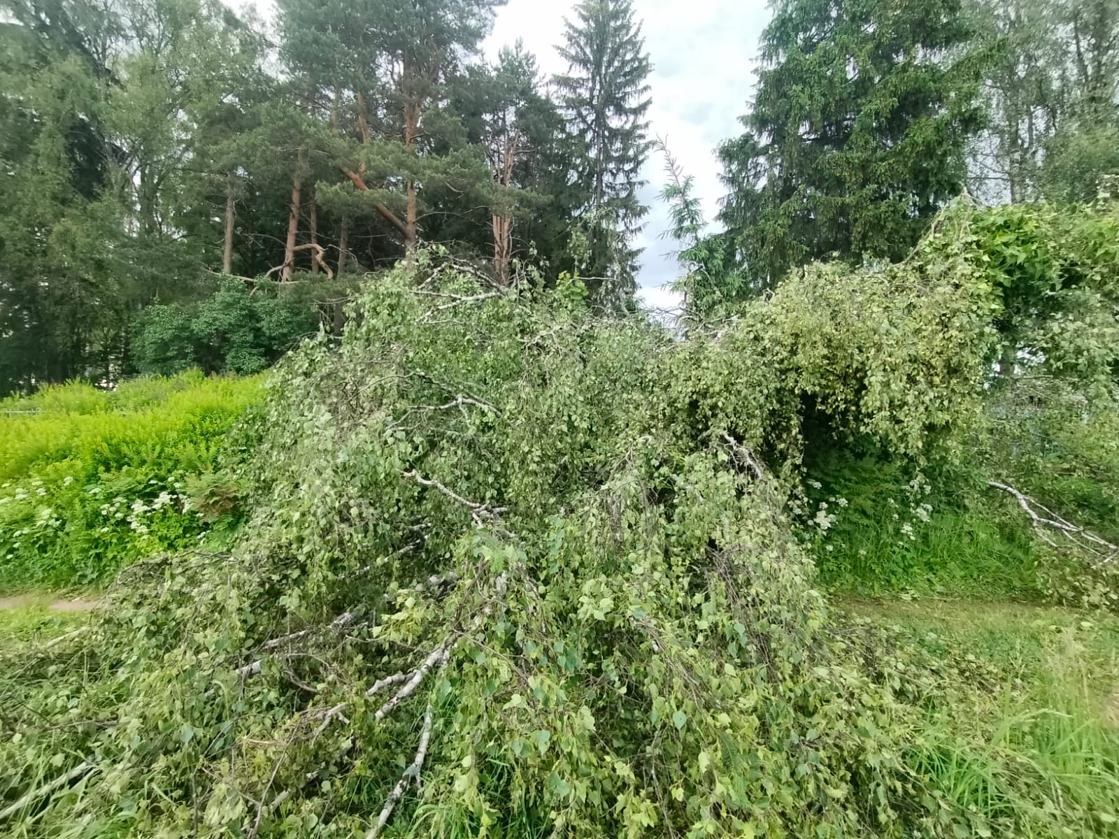 Упавшее на кладбище дерево повредило могилы в Тверской области