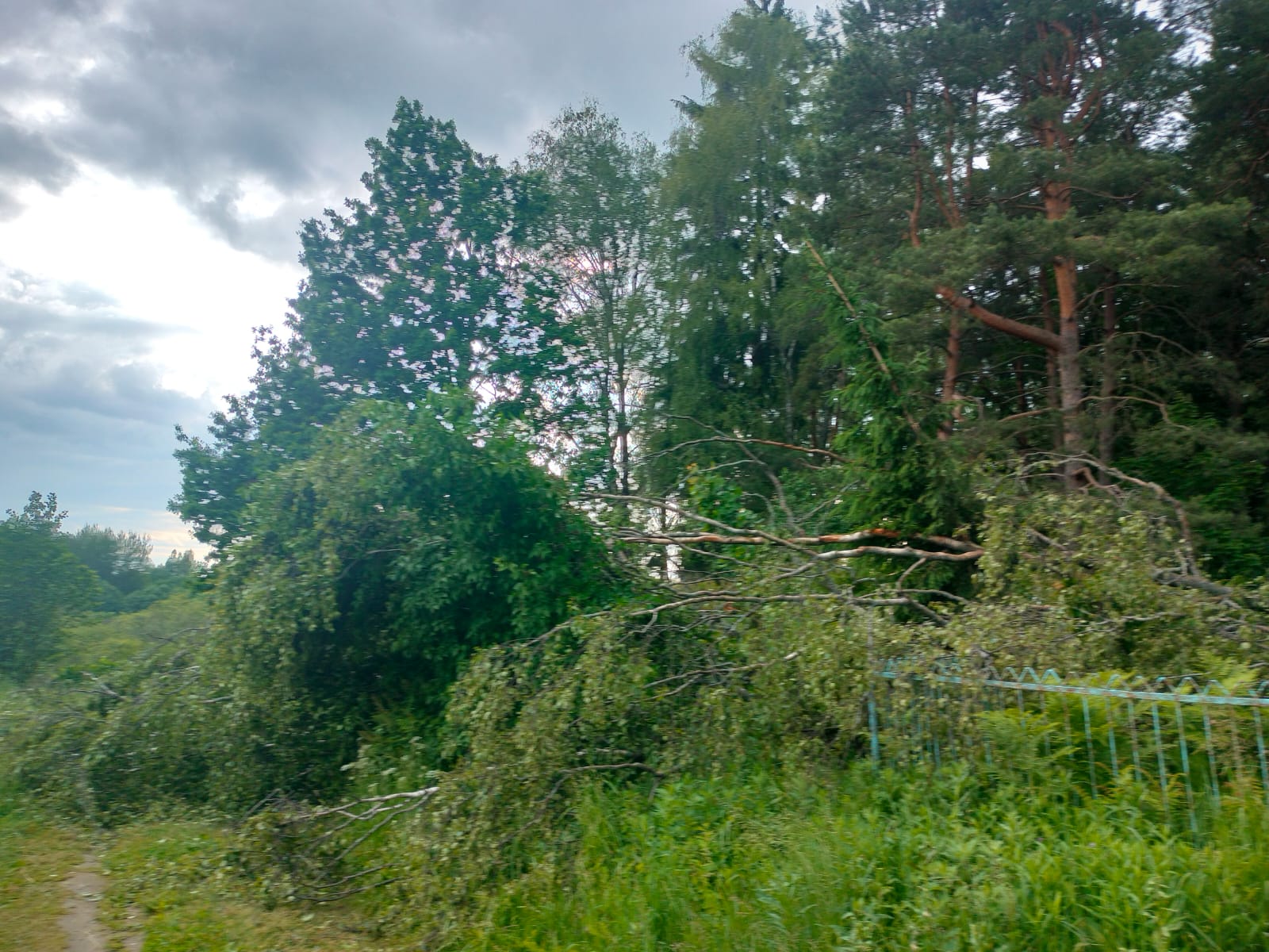 Упавшее на кладбище дерево повредило могилы в Тверской области