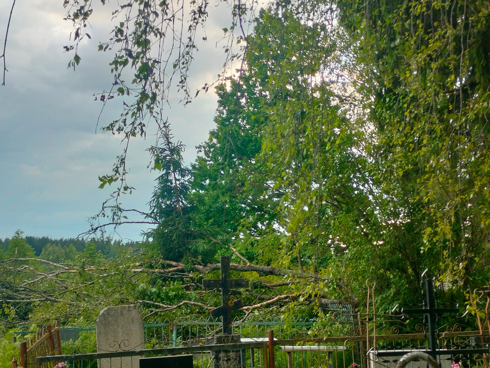 Упавшее на кладбище дерево повредило могилы в Тверской области