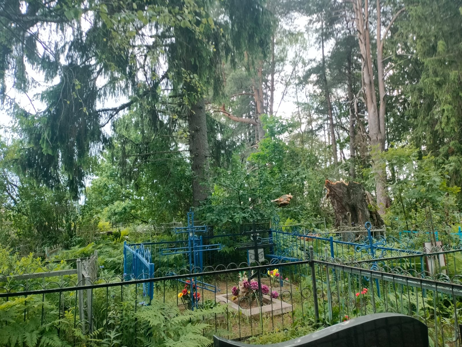 Упавшее на кладбище дерево повредило могилы в Тверской области