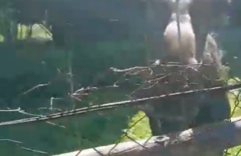 В Тверской области лось Яша пытался проникнуть в огород