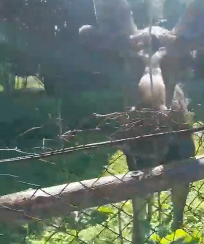 В Тверской области лось Яша пытался проникнуть в огород