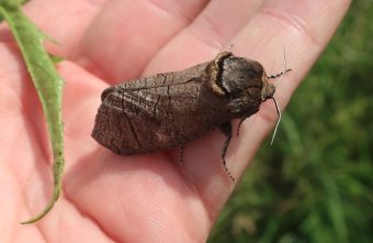 Бабочку весом с птичку нашли жители Тверской области