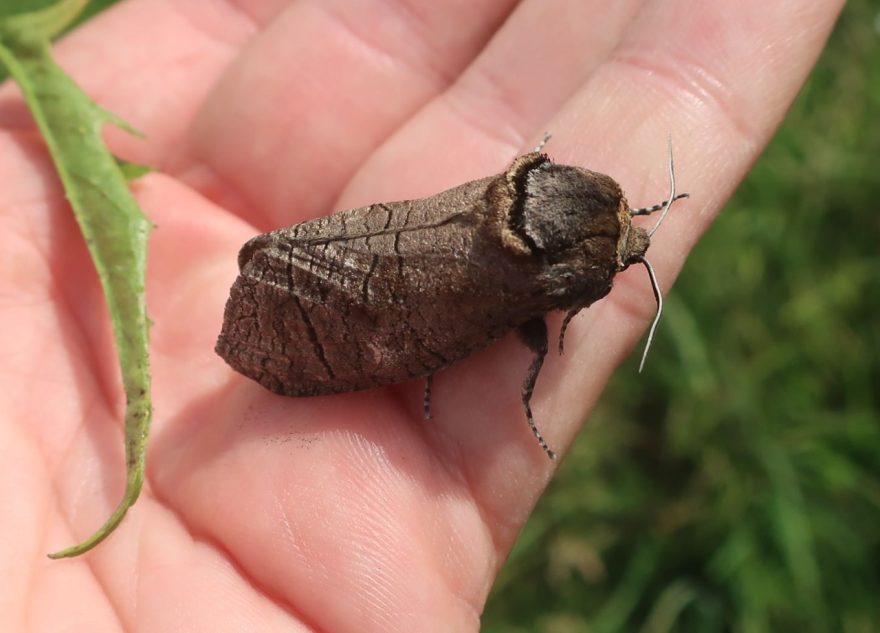 Бабочку весом с птичку нашли жители Тверской области